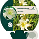 Hemerocallis 'Joan Senior' GM P9