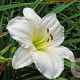 Hemerocallis 'Joan Senior' GM P9