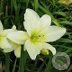 Hemerocallis 'Light the Way' GM P9