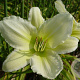 Hemerocallis 'Light the Way' GM P9