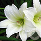 Hemerocallis 'Light the Way' GM P9
