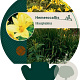 Hemerocallis lilioasphodelus GM P9