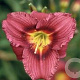 Hemerocallis 'Little Grapette' GM P9