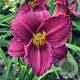 Hemerocallis 'Little Grapette' GM P9