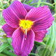 Hemerocallis 'Little Grapette' GM P9