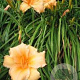 Hemerocallis 'Louise Manelis' GM P9
