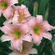 Hemerocallis 'Luxury Lace' GM P9