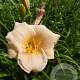 Hemerocallis 'Luxury Lace' GM P9