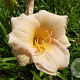 Hemerocallis 'Luxury Lace' GM P9