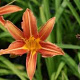 Hemerocallis 'Margaret Perry' GM P9
