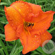 Hemerocallis 'Mauna Loa' GM P9