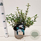 Osmanthus burkwoodii 30-35 cm 3,0L