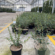 Osmanthus burkwoodii 30-35 cm 3,0L