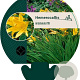 Hemerocallis middendorffii GM P9
