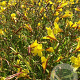 Hemerocallis middendorffii GM P9