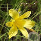 Hemerocallis minor GM P9