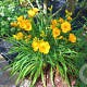 Hemerocallis 'Nugget' GM P9