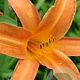 Hemerocallis 'Orangette' GM P9