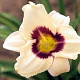 Hemerocallis 'Pandora's Box' GM P9