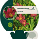 Hemerocallis 'Pardon Me' GM P9