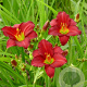 Hemerocallis 'Pardon Me' GM P9