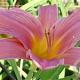 Hemerocallis 'Patricia Fay' GM P9