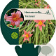 Hemerocallis 'Pink Damask' GM P9