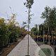 Quercus ilex 8-10 HO container