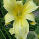 Hemerocallis 'Prairie Moonlight' GM P9