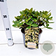 Rhododendron 'Shamrock' 25-30 cm 3,0L