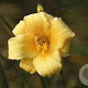 Hemerocallis 'Raindrop' GM P9