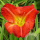 Hemerocallis 'Red Rum' GM P9