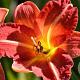 Hemerocallis 'Red Rum' GM P9