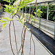 Salix nigra 125-150 cm 10L