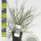 Salix rosmarinifolia 60-80 cm 4,5L