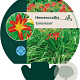 Hemerocallis 'Sammy Russell' GM P9