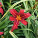Hemerocallis 'Sammy Russell' GM P9