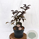 Sambucus nigra Black Tower 30-40 cm 3,0L