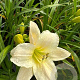 Hemerocallis 'Serena Sunburst' GM P9