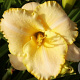 Hemerocallis 'Serena Sunburst' GM P9