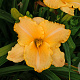 Hemerocallis 'Serena Sunburst' GM P9