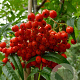 Sorbus 'Dodong' 8-10 HO container