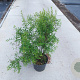 Spiraea arguta 60-80 cm 10L