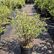 Spiraea arguta 60-80 cm 10L