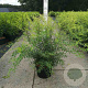 Spiraea cinerea 'Grefsheim' 60-80 cm 10L