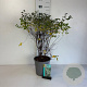 Spiraea vanhouttei 50-60 cm 6,5L