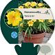 Hemerocallis 'Stella de Oro' GM P9