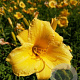 Hemerocallis 'Stella de Oro' GM P9