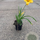 Hemerocallis 'Stella de Oro' GM P9