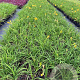 Hemerocallis 'Stella de Oro' GM P9